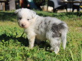 8 chiots Border Collie non LOF à réserver, mâles et femelles, nés en février 2026, disponibles avril