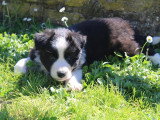 8 chiots Border Collie non LOF à réserver, mâles et femelles, nés en février 2026, disponibles avril