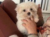 Femelle Bichon Maltais à vendre, 3 mois, parfaitement socialisée, disponible