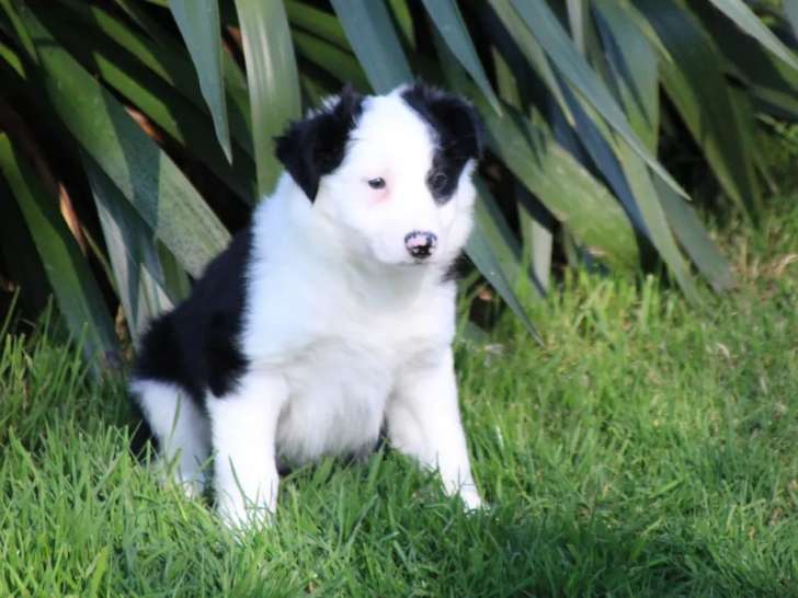 Chiot femelle Border Collie non LOF à vendre, noir et blanc, née en janvier 2026, disponible