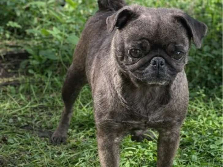 Femelle Carlin non LOF à vendre, bringé silver, 2 ans, recherche seconde chance