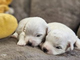 3 chiots Bichon Maltais à réserver, 1 mâle et 2 femelles, nés en mars 2026, disponibles mai