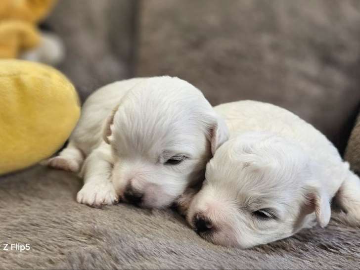 3 chiots Bichon Maltais à réserver, 1 mâle et 2 femelles, nés en mars 2026, disponibles mai