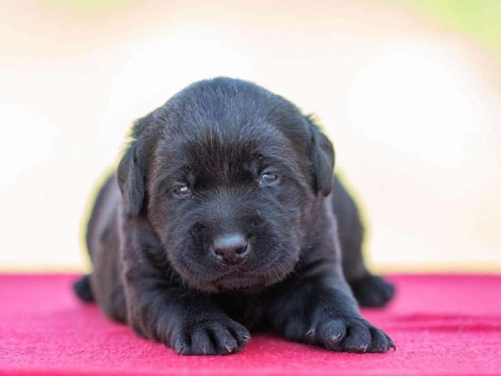 6 chiots Labrador LOF à réserver, 3 mâles et 3 femelles, nés en mars 2026, disponibles avril