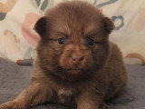 7 chiots type Pomsky à réserver, 5 femelles et 2 mâles, nés en février 2026, disponibles avril