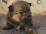7 chiots type Pomsky à réserver, 5 femelles et 2 mâles, nés en février 2026, disponibles avril