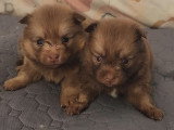7 chiots type Pomsky à réserver, 5 femelles et 2 mâles, nés en février 2026, disponibles avril