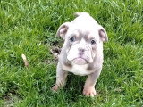 Chiot Old English Bulldog mâle à vendre, lilac tan, né en décembre 2025, disponible