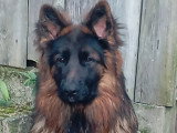 Berger Allemand poil long LOF à vendre, mâle, né en mai 2025