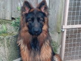 Berger Allemand poil long LOF à vendre, mâle, né en mai 2025