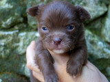 6 chiots Chihuahua poil long à réserver, chocolat et chocolat & tan, non LOF, nés en février 2026