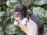 6 chiots Chihuahua poil long à réserver, chocolat et chocolat & tan, non LOF, nés en février 2026