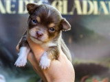 6 chiots Chihuahua poil long à réserver, chocolat et chocolat & tan, non LOF, nés en février 2026