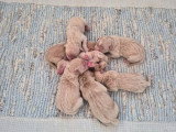 7 chiots Golden Retriever non LOF à réserver, 4 mâles et 3 femelles, nés en mars 2026
