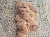 7 chiots Golden Retriever non LOF à réserver, 4 mâles et 3 femelles, nés en mars 2026