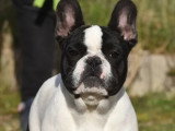 Chiot Bouledogue Français LOF à vendre, mâle, né en septembre 2025, disponible immédiatement
