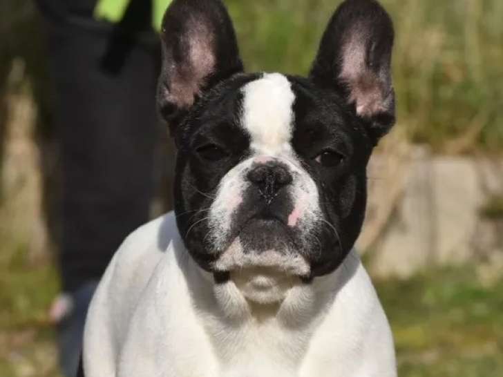 Chiot Bouledogue Français LOF à vendre, mâle, né en septembre 2025, disponible immédiatement