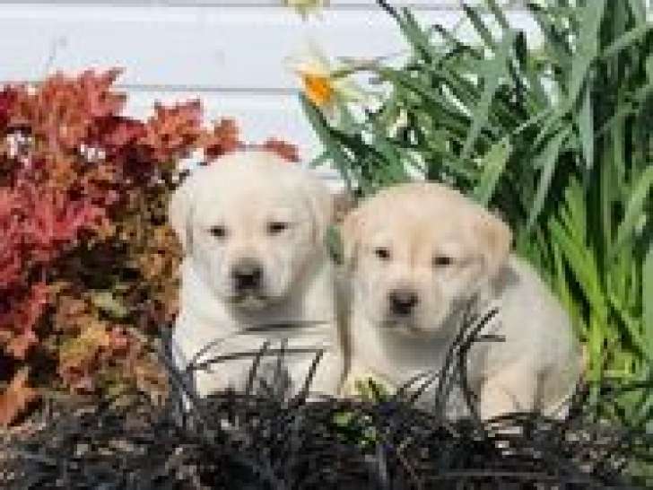 8 chiots Labrador non LOF à réserver, 2 mâles et 6 femelles, nés en février 2026