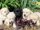 8 chiots Labrador non LOF à réserver, 2 mâles et 6 femelles, nés en février 2026