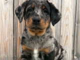 11 chiots Beauceron LOF à réserver, 4 femelles et 3 mâles, nés en février 2026