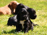 5 chiots Cocker Anglais non LOF à réserver, mâles et femelle, nés en février 2026, disponibles avril