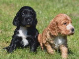 5 chiots Cocker Anglais non LOF à réserver, mâles et femelle, nés en février 2026, disponibles avril