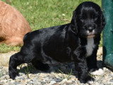 5 chiots Cocker Anglais non LOF à réserver, mâles et femelle, nés en février 2026, disponibles avril