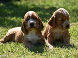5 chiots Cocker Anglais non LOF à réserver, mâles et femelle, nés en février 2026, disponibles avril