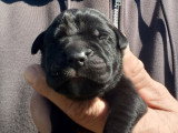 4 chiots Cane Corso LOF à réserver, 2 mâles noir, 1 femelle noire bringé et 1 femelle bleu, nés en mars 2026