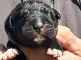 4 chiots Cane Corso LOF à réserver, 2 mâles noir, 1 femelle noire bringé et 1 femelle bleu, nés en mars 2026