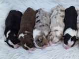 10 chiots Berger Australien LOF à réserver, mâles et femelles, nés en mars 2026, disponibles mai