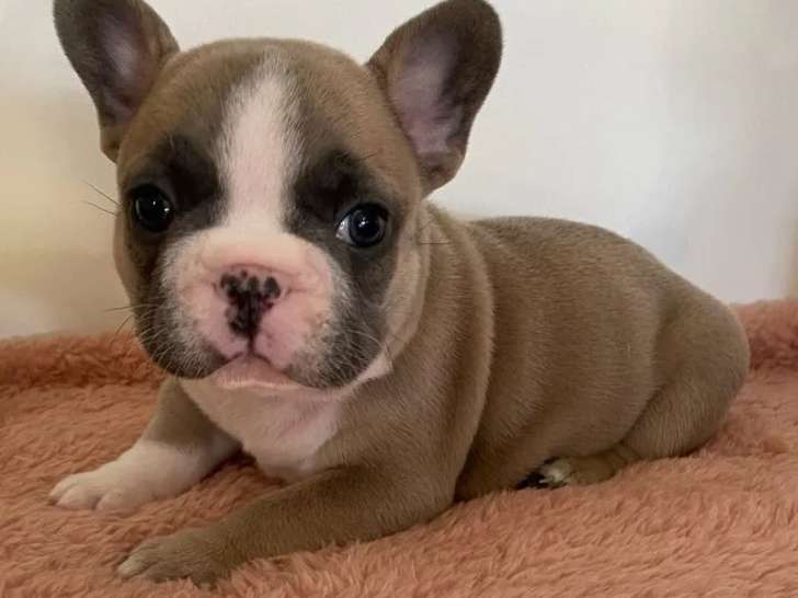 Chiot Bouledogue Français Isabella mâle à réserver, né en février 2026, disponible fin mars