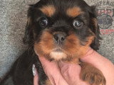 Chiot Cavalier King Charles non LOF à réserver, femelle noir et feu, née en février 2026, disponible avril