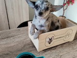 Chiot femelle Chihuahua non LOF à vendre, bleue merle, née en octobre 2025, disponible