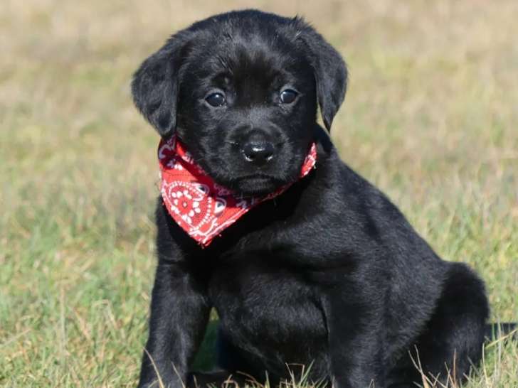 5 chiots Labrador non LOF à réserver, 4 mâles noirs et 1 femelle chocolat, nés en janvier 2026