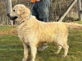 Mâle Golden Retriever LOF adulte à vendre, confirmé, né en octobre 2020, disponible