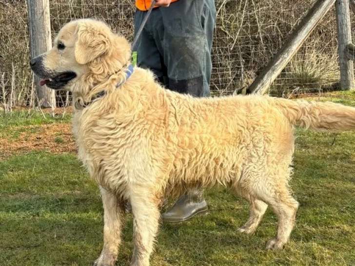 Mâle Golden Retriever LOF adulte à vendre, confirmé, né en octobre 2020, disponible