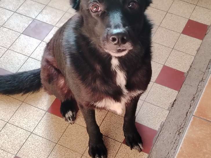 Border croisé Malinois à donner