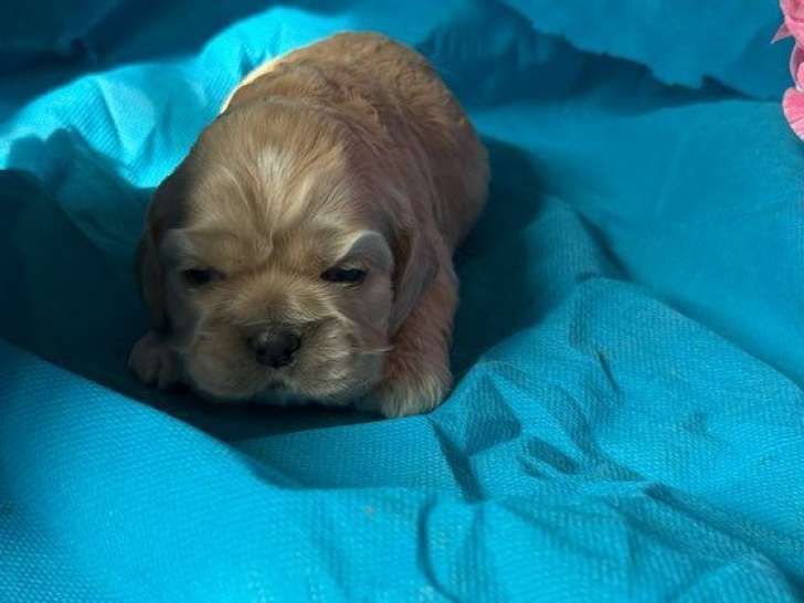 2 chiots Cocker Américain LOF à réserver, mâle et femelle, nés en mars 2026