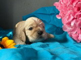 2 chiots Cocker Américain LOF à réserver, mâle et femelle, nés en mars 2026