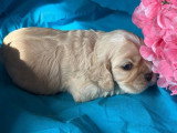 2 chiots Cocker Américain LOF à réserver, mâle et femelle, nés en mars 2026