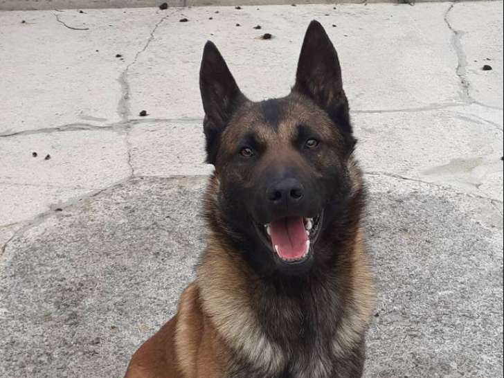 De type Berger Belge Malinois disponible pour saillie