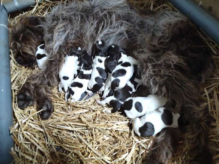 Chiots de race Korthals à vendre (7 femelles & 3 mâles)