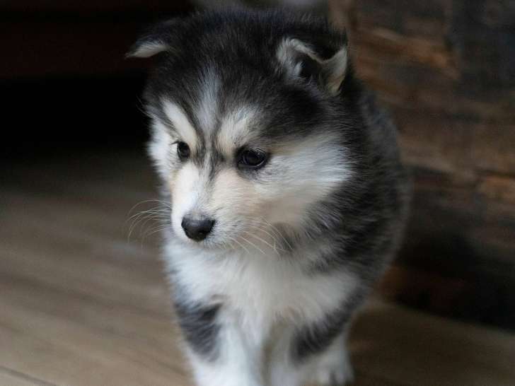 pomsky F2 mâle à vendre