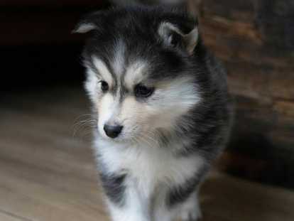 pomsky F2 mâle à vendre