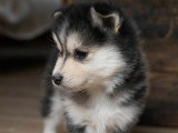 pomsky F2 mâle à vendre