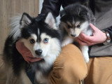 pomsky F2 mâle à vendre