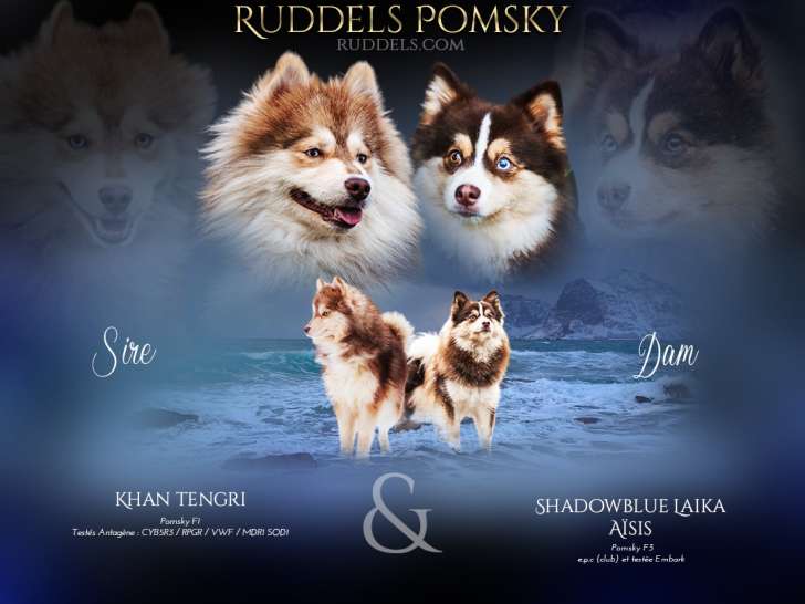 Chiots Pomsky à poil long chocolat à vendre