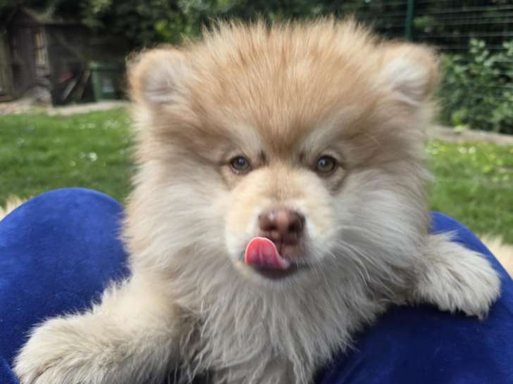 Chiots Pomsky à poil long chocolat à vendre