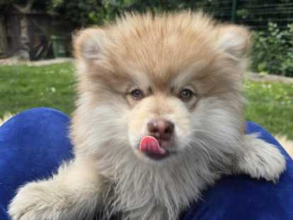 Chiots Pomsky à poil long chocolat à vendre